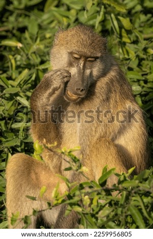 Chacma baboon sitting in tree scratching face