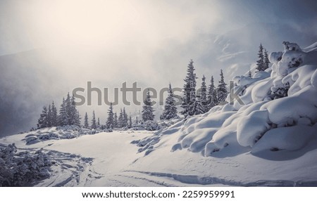 Incredible winter landscape with snowcapped pine trees under bright sunny light in frosty morning. Amazing nature scenery in winter mountain valley. Awesome natural Background. Soft light effect Royalty-Free Stock Photo #2259959991