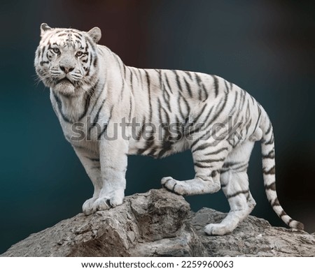 White tiger with black stripes standing on rock in powerful pose. Portrait with dark blurred background. Wild endangered animals, big cat