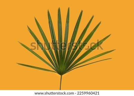 The close-up view of green saw palmetto leaves before the orange background Royalty-Free Stock Photo #2259960421