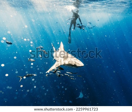 A diver swimming with a shark in blue water
