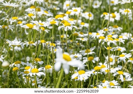 Field of daisies.White camomilles. Nature.  Summer flowers.