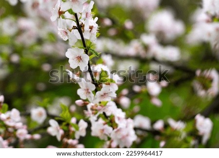 Closeup of spring cherry blossom flower at tree branch on green bokeh background.