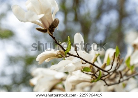 Close up view with selective focus of alone magnolia flower in tree closeup vibrant colors and blurred background