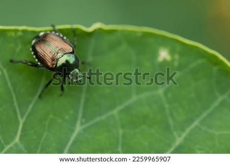 A closeup of Japanese beetle (Popillia japonica) on green leaf, an invasive species to North America Royalty-Free Stock Photo #2259965907
