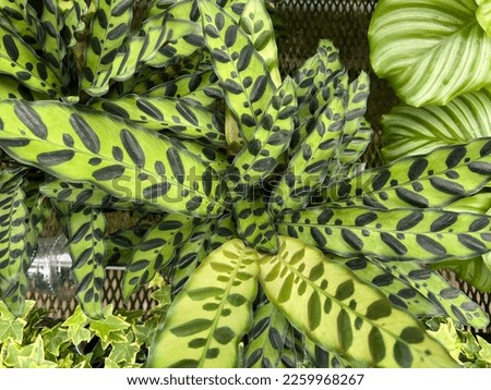 Plant Leaves in a Greenhouse