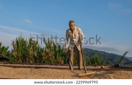 farmer in summer processing coffee for drying, farmer drying coffee on the farm 