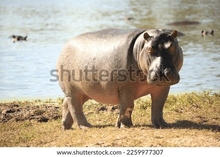wild hippo on a riverbank Royalty-Free Stock Photo #2259977307