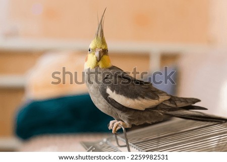 Beautiful photo of a bird. Ornithology.Funny parrot.Cockatiel parrot.
Home pet yellow bird.Beautiful feathers.Love for animals.Cute cockatiel.Home pet parrot.A bird with a crest.Natural color.Birdie.