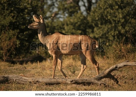 female kudu antelope in the savannah  Royalty-Free Stock Photo #2259986811