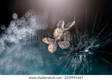 Dried flowers of bouquet hydrangea. Autumn compositions. Decorations with flowers and dew drops. Pictures on the wall. Artistic photos of nature. Pictures from analog lenses.