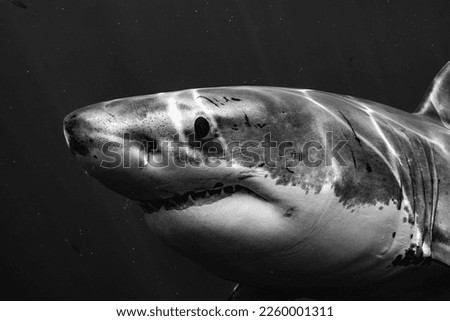 Great White Shark Up Close, black and white image Royalty-Free Stock Photo #2260001311