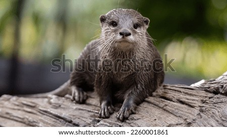 A closeup shot of an otter on a wooden surface on a blurry background