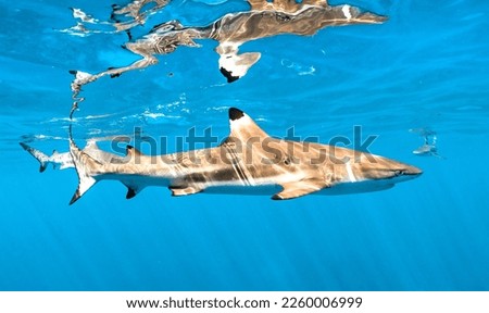 Black Tip Reef Shark in Clear Blue Water