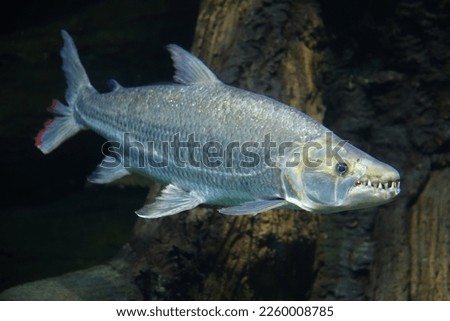 Fish under water, goliath tigerfish, Hydrocynus goliath Royalty-Free Stock Photo #2260008785