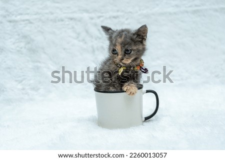 This small kitten's unique playtime experience is sure to leave you entertained as they engage with a white blank mug, white blank mug mockup image