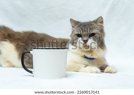 This cat's love for play and exploration is evident as they engage with a white blank mug, white blank mug mockup image