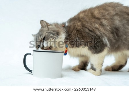 Observe the curious nature of this cat as they play and investigate a white blank mug, white blank mug mockup image