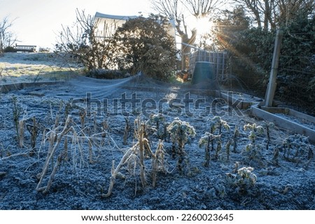 Winter greenhouse with the sun behind it. Gardening in winter with copy space. Silhouetted plants and blue sky with a sunburst background. 