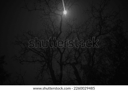 night sky with scary tree in the foreground 