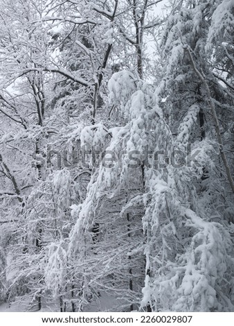 Heavy snow build up on trees Royalty-Free Stock Photo #2260029807
