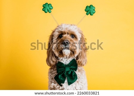 St Patrick's Day Dog on yellow background