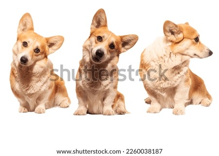 set of cool Pembroke Welsh Corgi on an isolated white background looks into the frame.