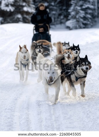 A group of dogs pull a sled through the snow in the American Rockies near Breckenridge, Colorado. 