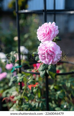 pink rose flower blooming in rose's garden on green nature background pink roses flowers Valentine's Day concept