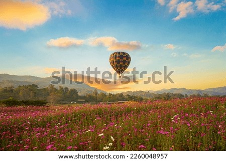 Views of flower fields and beautiful balloons in the sky,The beautiful landscape of the flower field, the sunset, and the balloon floating in the sky.