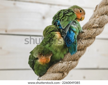 Bright, cute parrot sitting on a rope against the background of a white, wooden wall. Close-up, indoors. Studio photo. Day light. Concept of care, education and raising pets