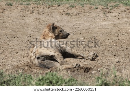 Hyena - Africa, Serengeti National Park