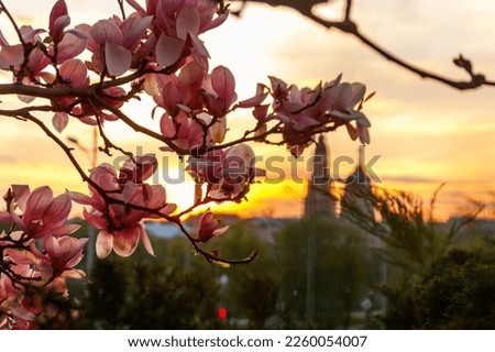 Pink blooming magnolia branches against Annunciation cathedral at sunset in Kharkov, Ukraine