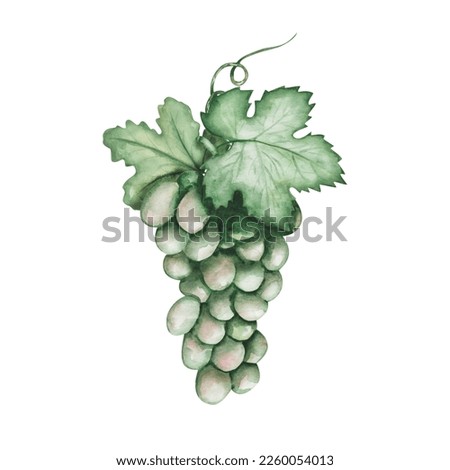 Watercolor illustration. Hand painted green grapes with green leaves and tendrils. Vine with sweet berries. Summer, autumn harvest of fruits. Berry for wine making. Isolated food clip art for banners