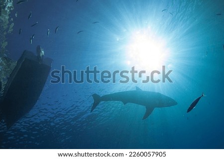 An underwater view of the bottom of a boat, a shark and a fish as rays of sunlight stream in.