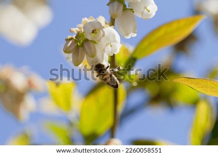 Honey bee pollinating blueberry flowers on soft fruit plantation. Insects are a key part of human food production. Detail of a honeybee on the white blossom of vaccinium corymbosum.