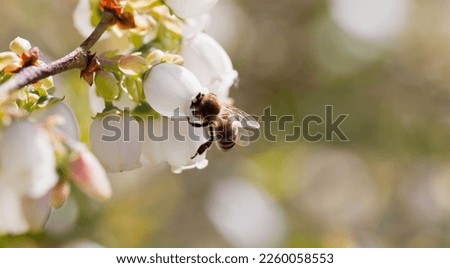 Honey bee pollinating blueberry flowers on soft fruit plantation. Insects are a key part of human food production. Detail of a honeybee on the white blossom of Vaccinium corymbosum.