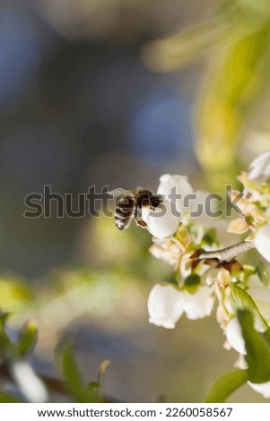 Honey bee pollinating blueberry flowers on soft fruit plantation. Insects are a key part of human food production. Detail of a honeybee on the white blossom of vaccinium corymbosum.