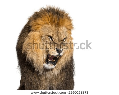 Lion pulling a face, looking at the camera and showing its teeth, isolated on white Royalty-Free Stock Photo #2260058893