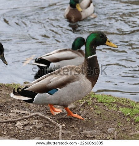 Drake Mallard ducks swimming in a creek