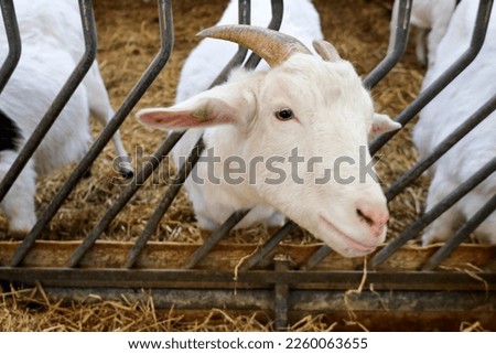 Goat between the feeding fence at childrens farm in a stable in the Netherlands