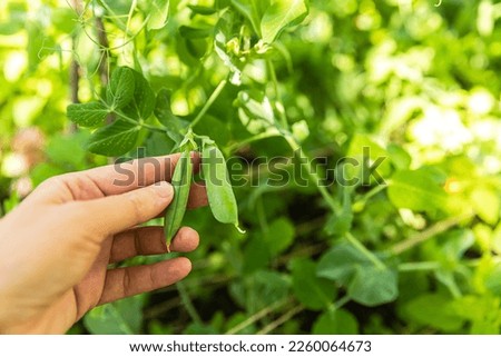 Gardening and agriculture concept. Female farm worker hand harvesting green fresh ripe organic peas on branch in garden. Vegan vegetarian home grown food production. Woman picking pea pods Royalty-Free Stock Photo #2260064673