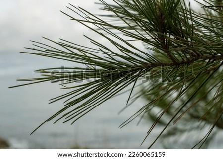 Pine needles with the background of the winter sea in Liguria. 22 December 2022