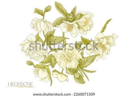 White hellebore flowers, the first spring flowering ranunculus. Spring floral motif. Clip art, elements for design. Vector illustration. In art nouveau style, vintage, botanical style