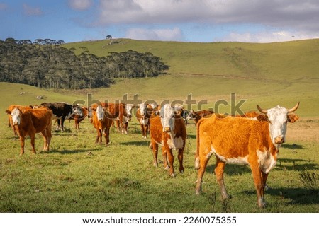 Cows grazing at sunset, Rio Grande do Sul pampa landscape - Southern Brazil Royalty-Free Stock Photo #2260075355