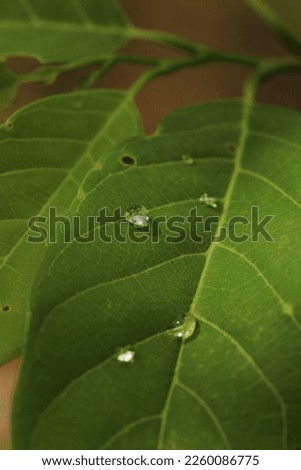 Raindrops on a velvet-like leaf.