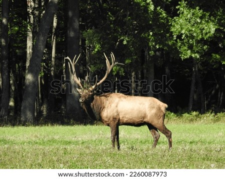 Elk in mating season, Benzette PA