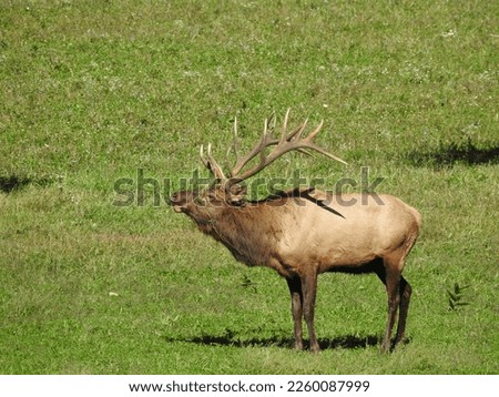 Elk in mating season, Benzette PA