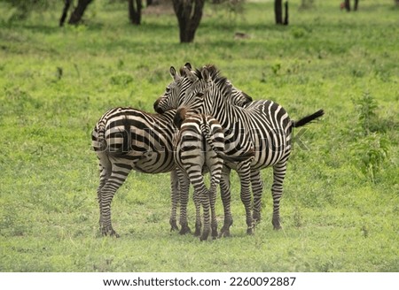 African zebras stand butt to butt for protection in grasslands of Tanzania, Africa