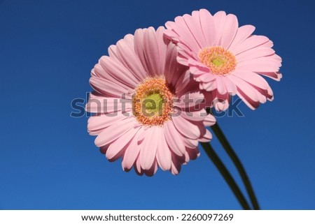 Two pink gerbera flowers with blue sky background. 